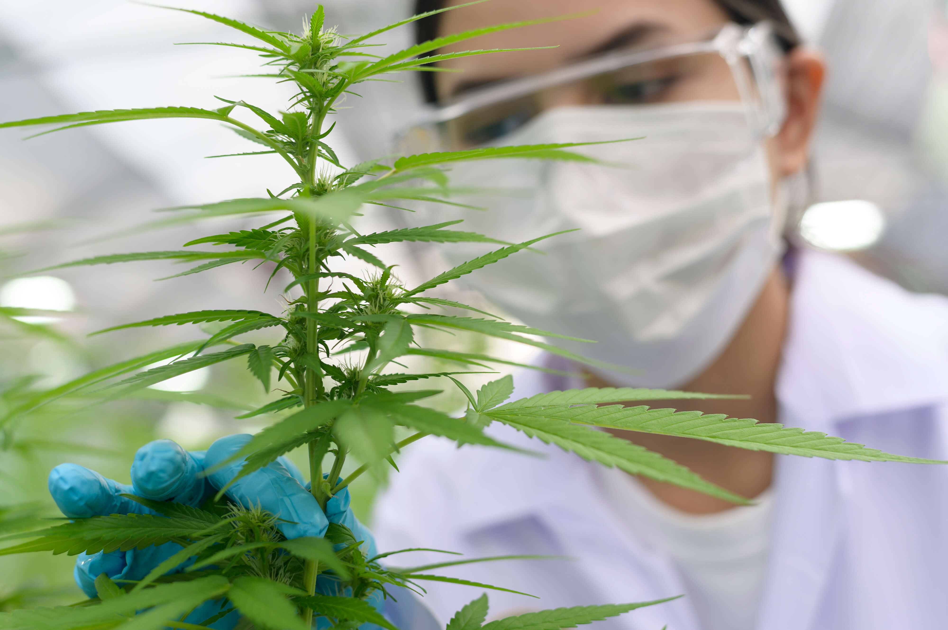 An Online Guide to QC Testing for Cannabis Laboratories